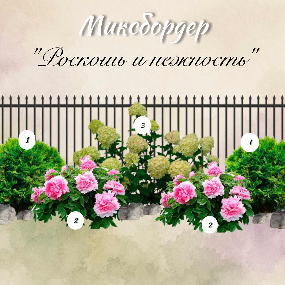 1 - Туя шаровидная; 2 - Пион розовый; 3 - гортензия белая