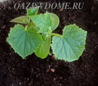Когда и чем подкормить огурцы первый раз после высадки в зависимости от развития рассады
