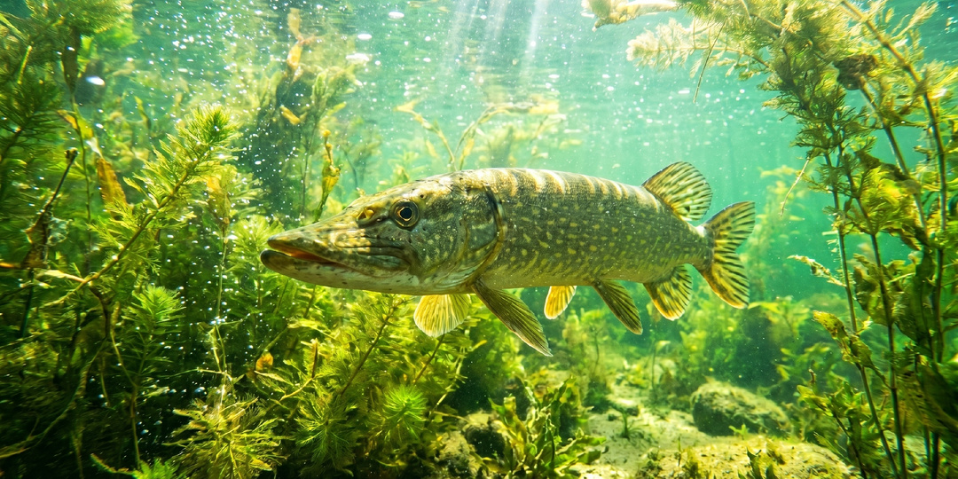 Обитатели наших водоемов. Щука.