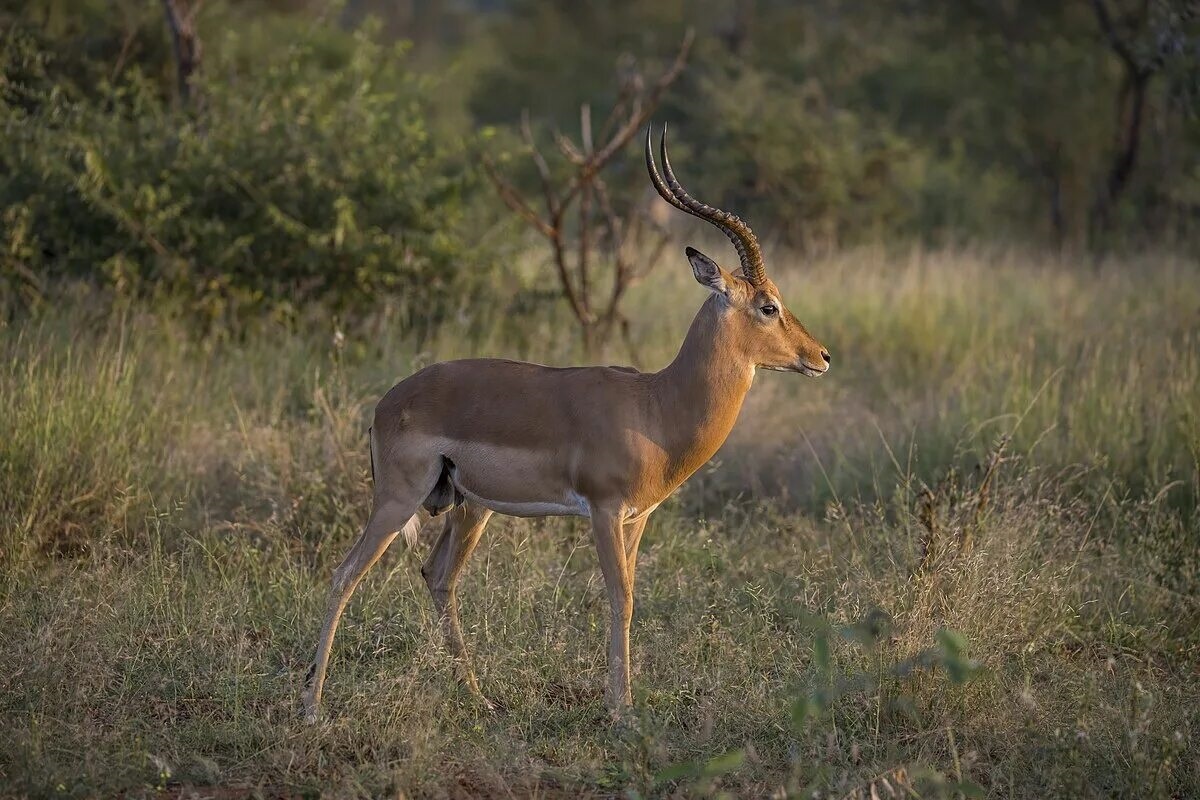 Фото с сайта: https://wiki2.org/en/Impala