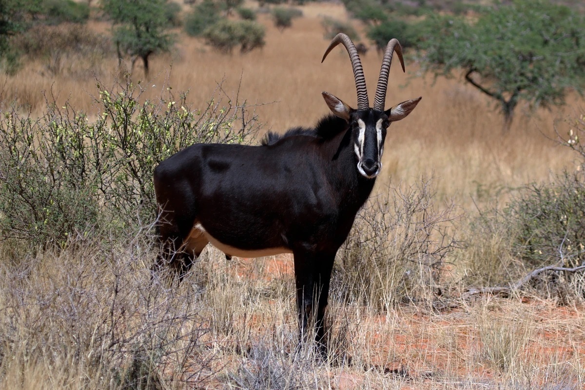 Фото с сайта: https://creatures-of-the-world.fandom.com/wiki/Sable_Antelope