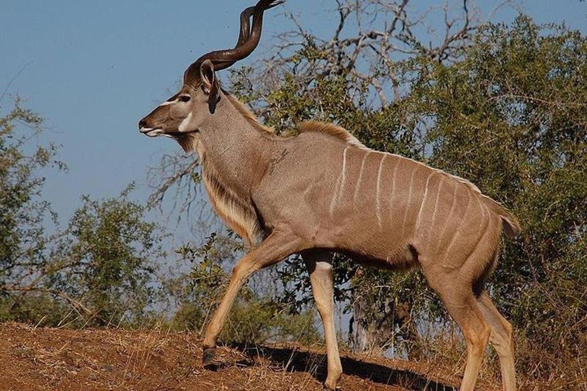Фото с сайта: https://www.booking.com/attractions/za/pr8pavunaxzc-5-day-hluhluwe-isimangaliso-drakensberg-safari-from-durban.tr.html