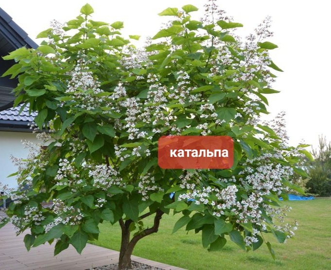 Свободный источник