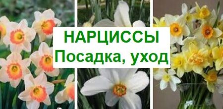 Как самостоятельно вырастить нарциссы