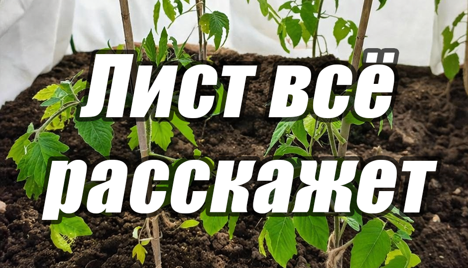 Как понять чего не хватает растениям: читаю листья как подсказку