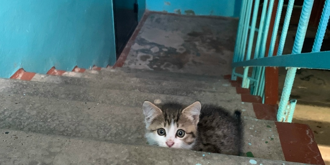 Котенок должен жить в семье. Не в подвале, не в подъезде. Только в семье!