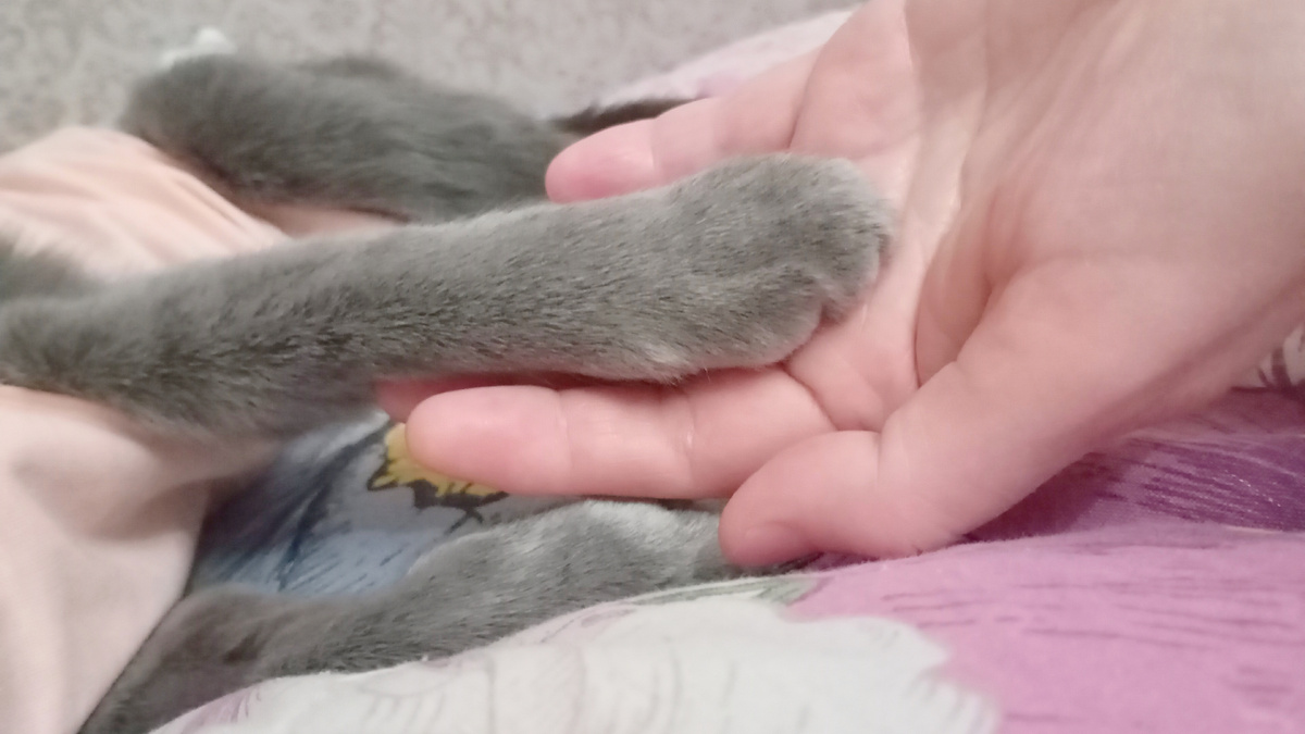 Одна из моих кошечек по имени Сонечка 