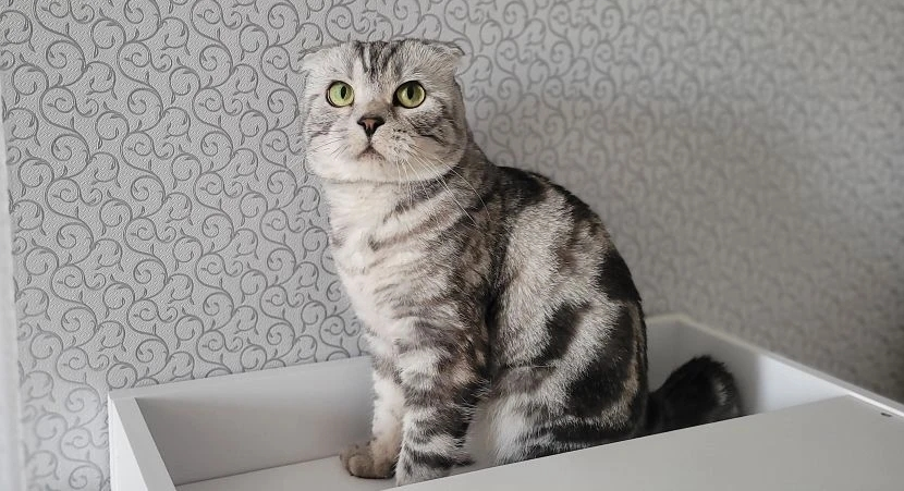 Зачем кошкам хвост