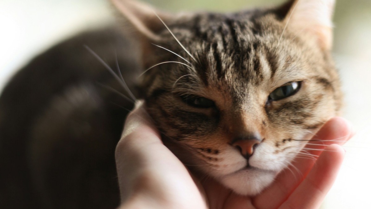    Кошачий мозг — сложная и уязвимая система, требующая внимания