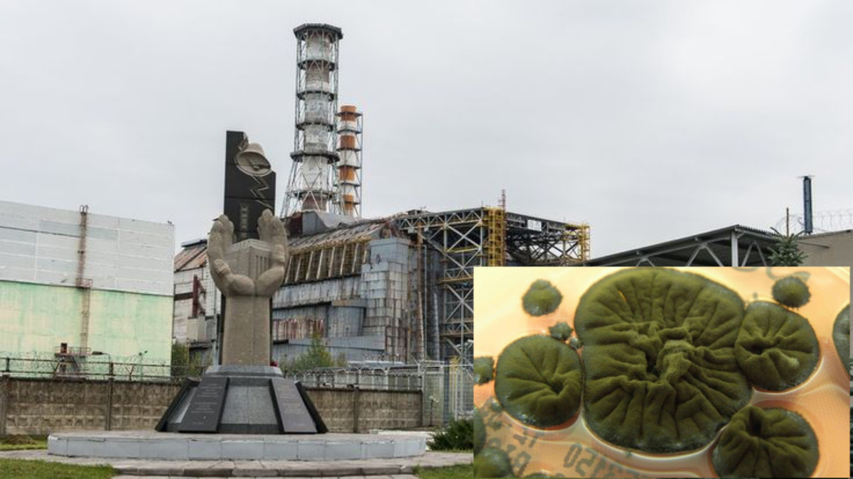 Яндекс картинки