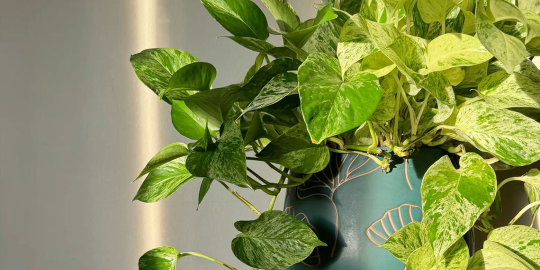 Потос без лысых плетей: как вырастить густую лиану, которая украсит весь дом