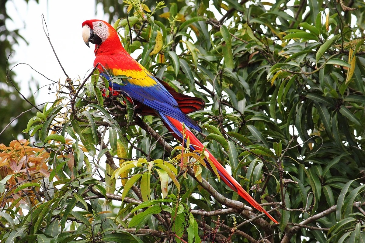 Фото с сайта: https://maker-scratchpad-youtube.fandom.com/wiki/Scarlet_Macaw