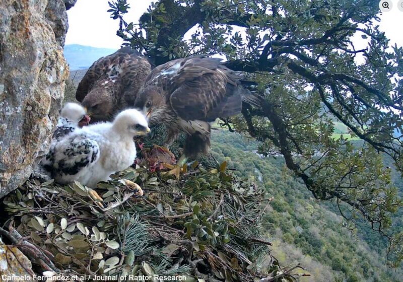 Две самки ястребиного орла (Aquila fasciata) и два птенца, которых подсадили в их гнездо орнитологи, отсюда: https://www.ornithomedia.com/