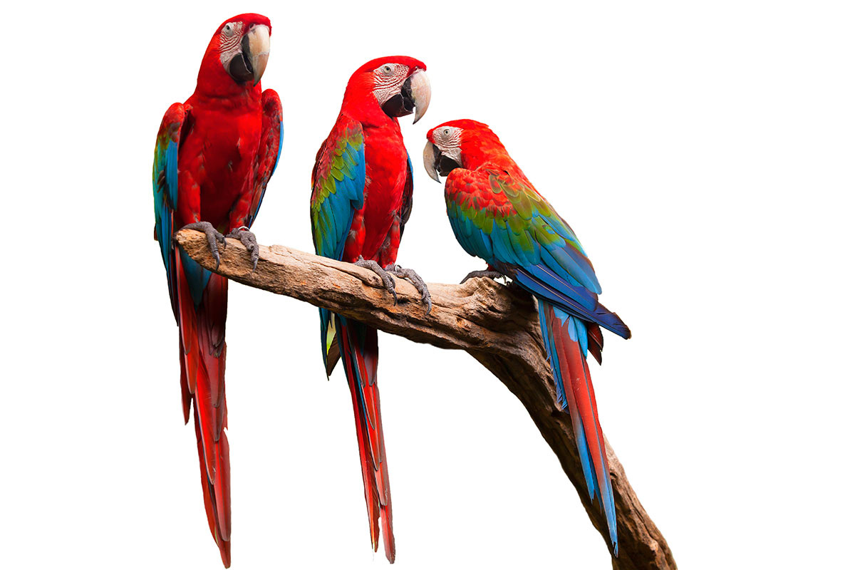 Фото с сайта: https://www.cimformacion.com/cursos/tecnico-en-aves-exoticas/barcelona/3_2_74