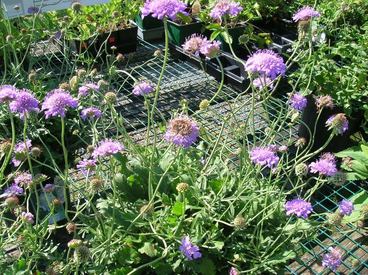 Скабиоза. Фото: gardeningwithcharlie.com