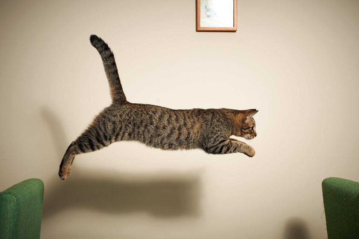 источник фото: https://welovecatz.hu/wp-content/uploads/2023/07/ugrik-butor-agility-benti-borito.jpg