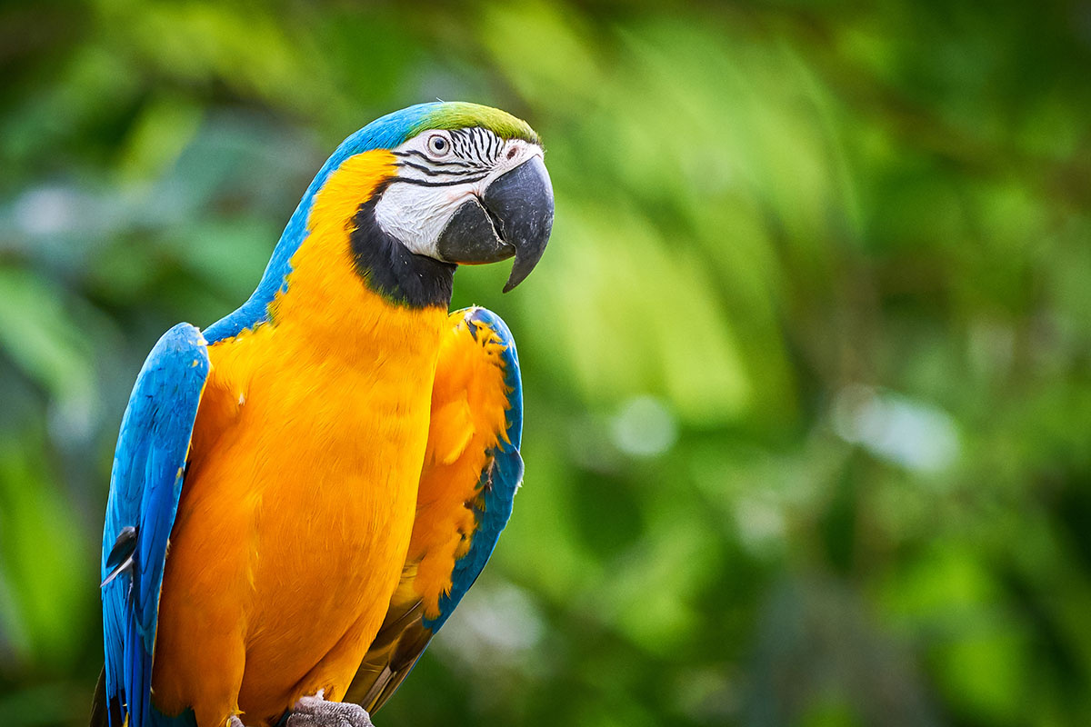 Фото с сайта: https://www.kaytee.com/learn-care/pet-birds/everything-you-need-to-know-about-pet-macaws