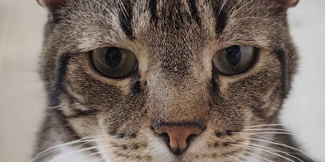 Кот Чупа мечтает о доме 😸🐾