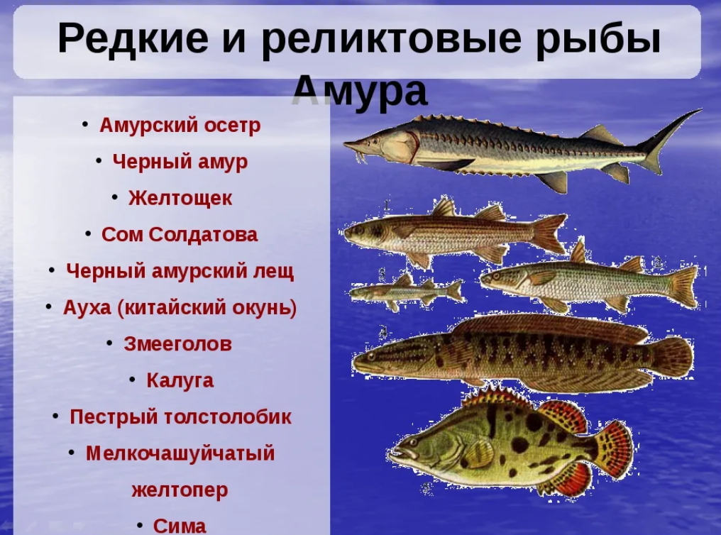 Рыбы в реке Амур