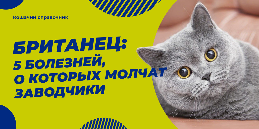 Британец: 5 болезней, о которых молчат заводчики