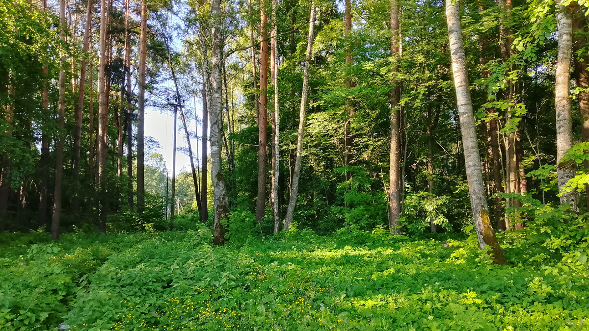 Вот такую красоту пропустила