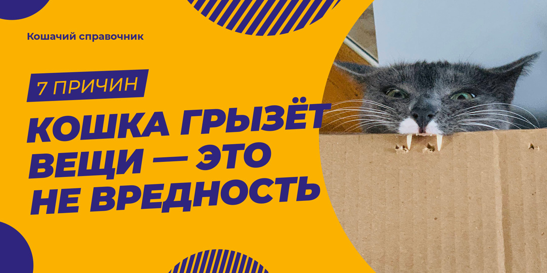 Кошка грызёт провода, растения и вещи — это не вредность. Вот что происходит на самом деле