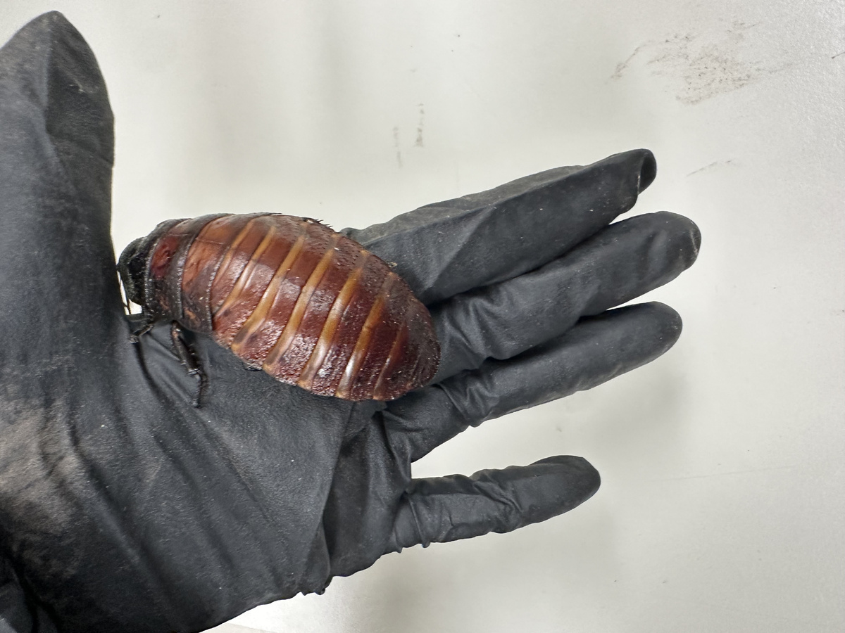    Фото: https://www.dcceew.gov.au/about/news/massive-seizure-illegal-exotic-cockroaches-prompts-warning