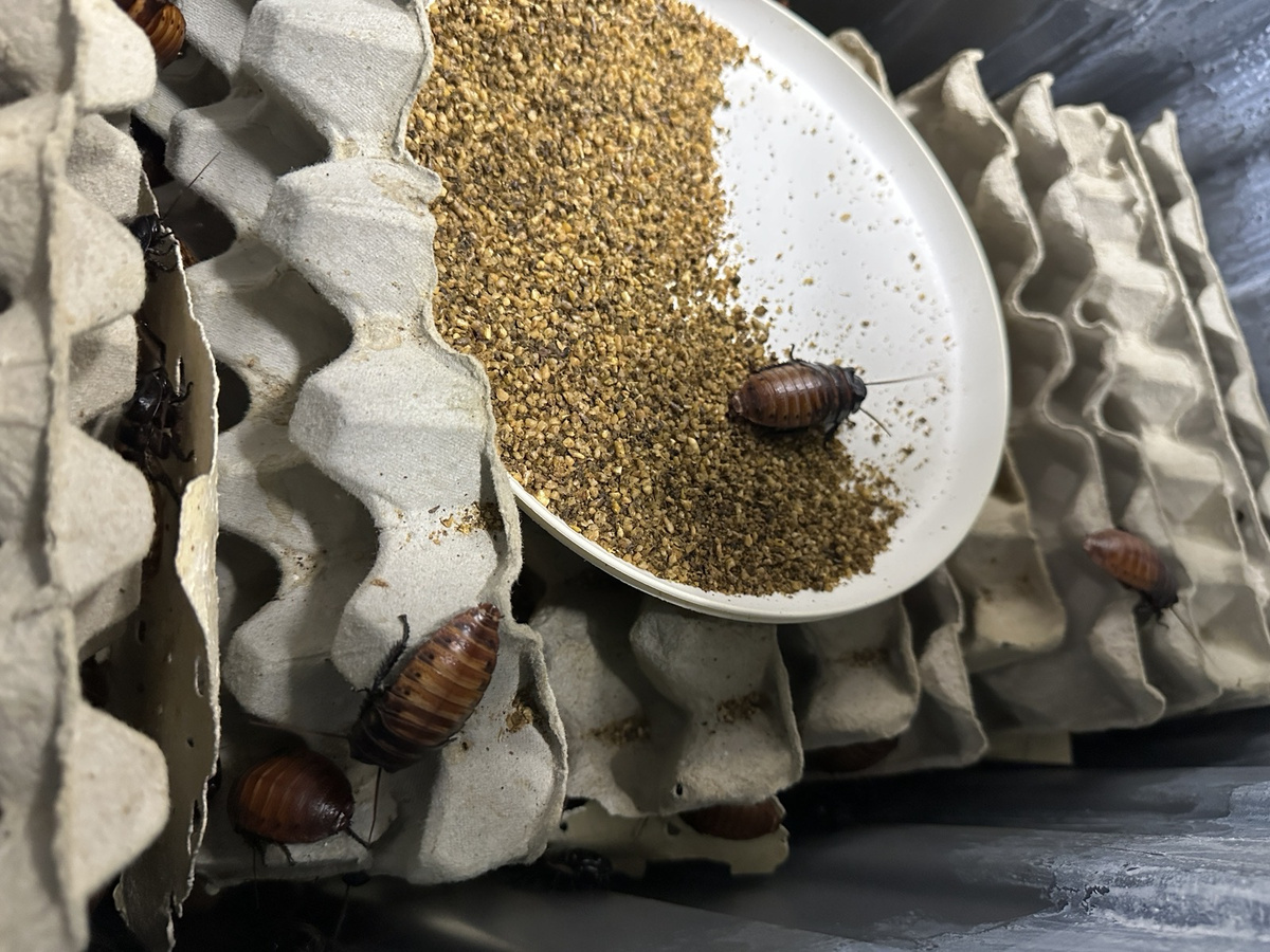    Фото: https://www.dcceew.gov.au/about/news/massive-seizure-illegal-exotic-cockroaches-prompts-warning