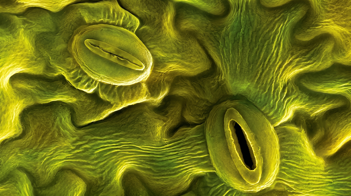 Устьица растений. Источник фото: https://biomolecula.ru/articles/lekarstvu-ot-goloda-sredstvo-ot-zasukhi