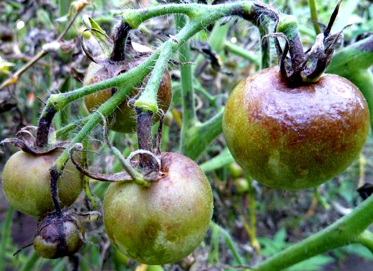Фитофтора.  dacha.avgust.com