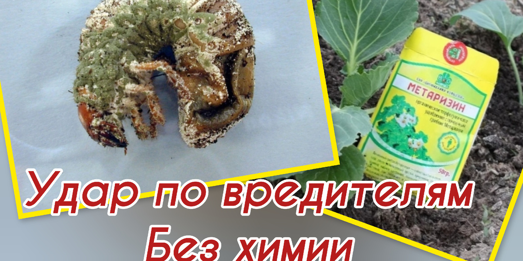 Био препарат работает системно. Уничтожая большое количество вредителей