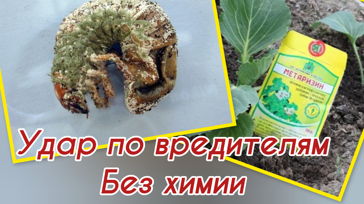 Действие гриба метаризум на хруща/коллаж автора статьи 