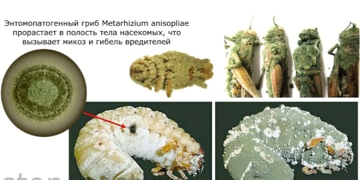 Фото свободный доступ интернет 