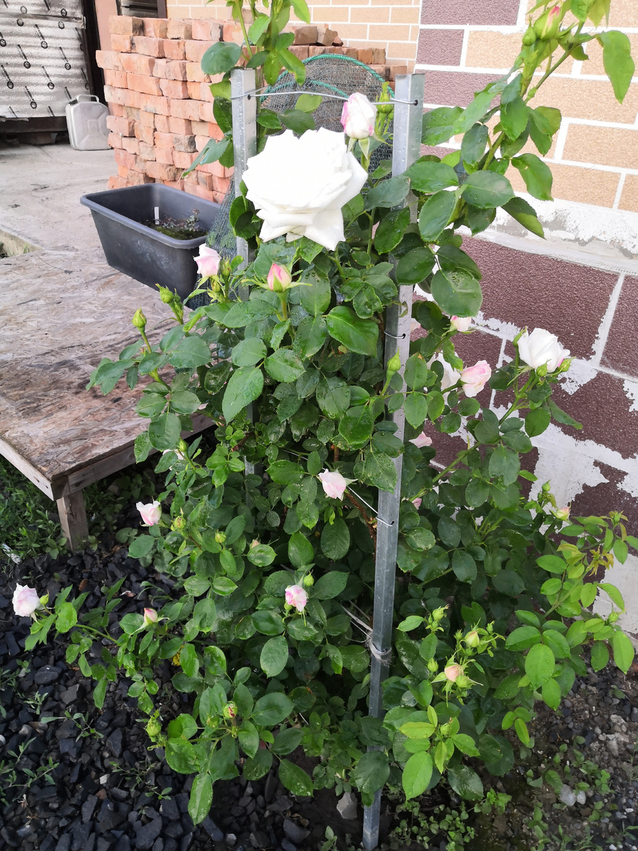 Куст безымянной белой розы