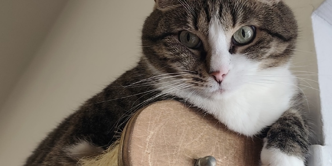 Котики в приюте 🌟🐾