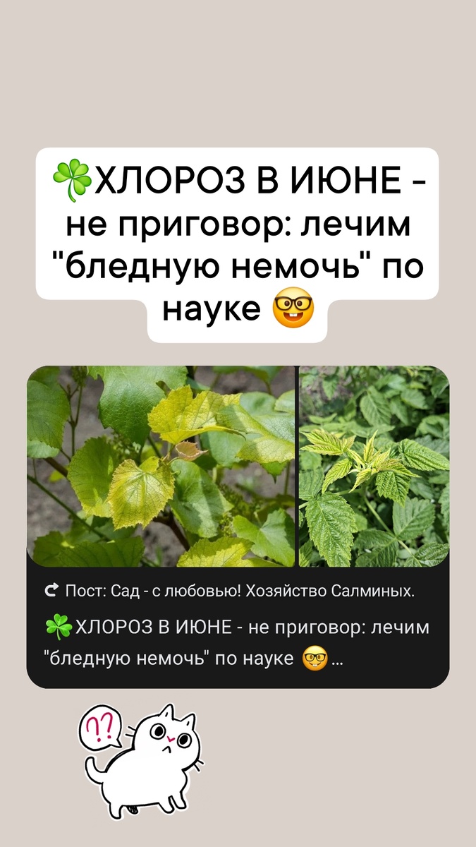 Хлороз можно вылечить!