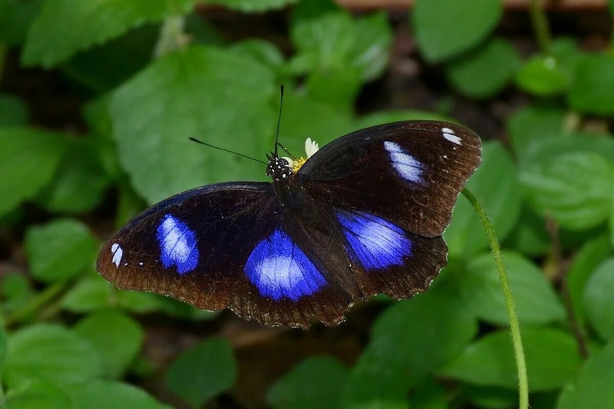 Фото с сайта: https://руни.рф/index.php/Файл:Open_wing_nectaring_position_of_Hypolimnas_bolina_(Linnaeus,_1758)_–_Great_Eggfly_(Male)DSC_5446.jpg