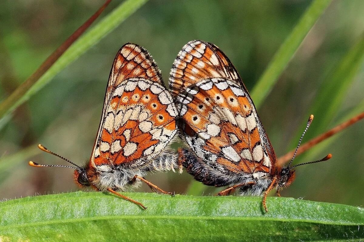Фото с айта: https://ru.m.wikinews.org/wiki/Файл:Marsh_fritillaries_(Euphydryas_aurinia)_mating.jpg