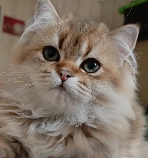 Чудесный шотландский котик Тамерлан ждет маму!