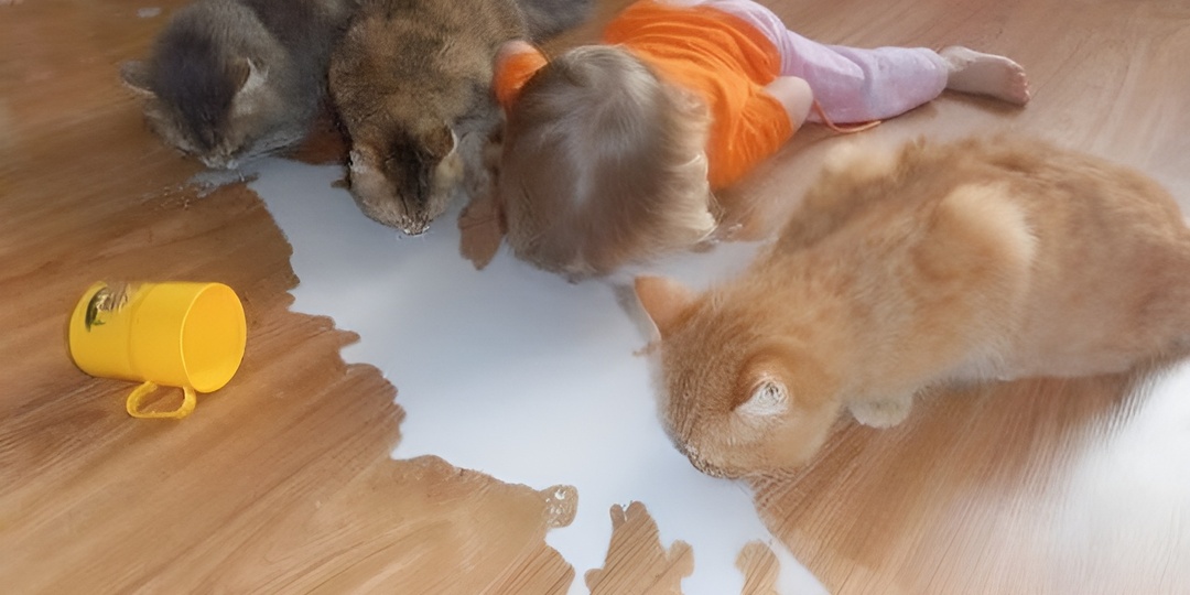 Мемы с котиками для отличного настроения: 15 смешных фото про кошачий рефлекс