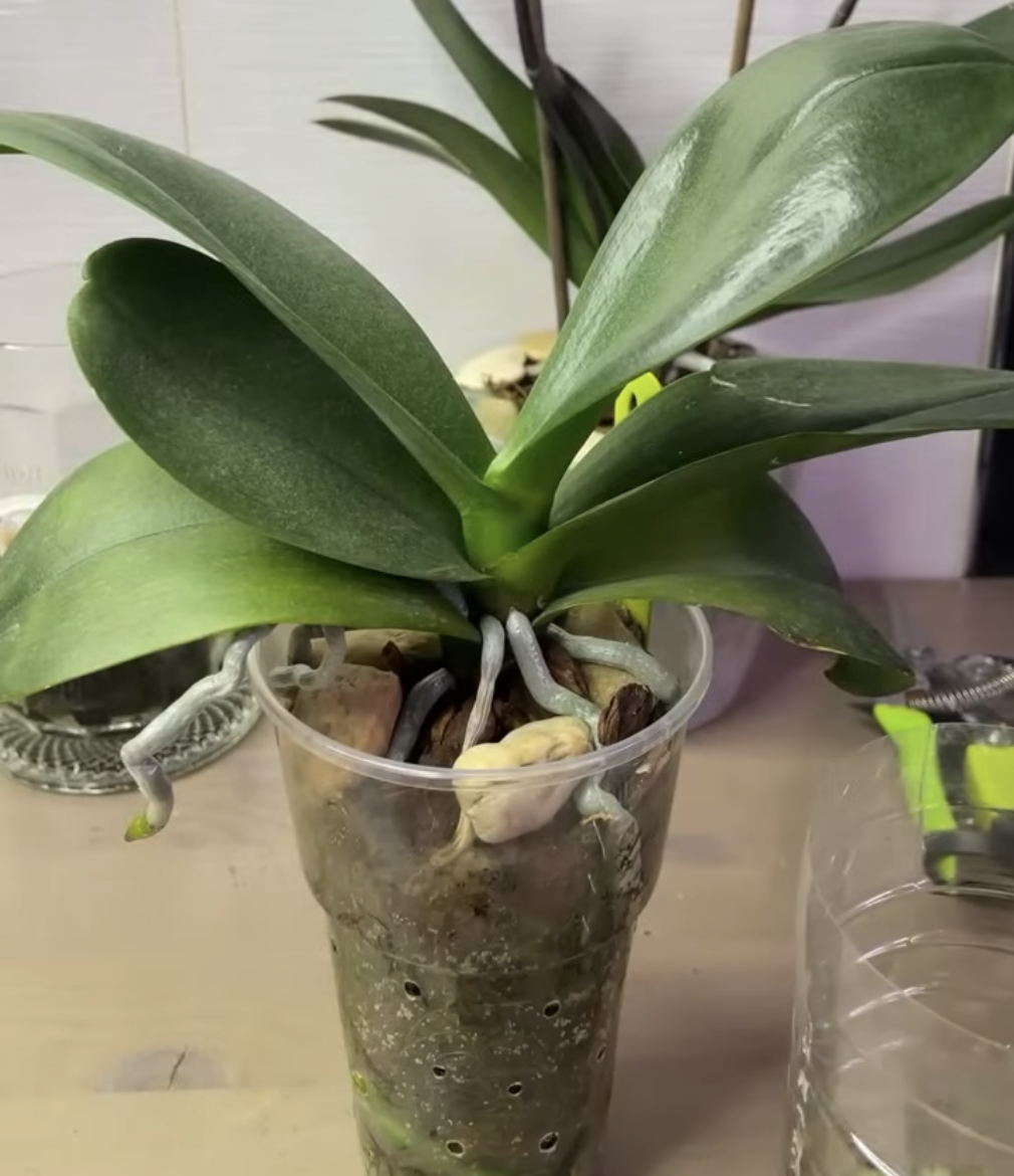 Орхидея фаленопсис Монтре / Phalaenopsis Montreux до пересадки сидит в промежуточной посадке. Орхидеи С Еленой Кузнецовой