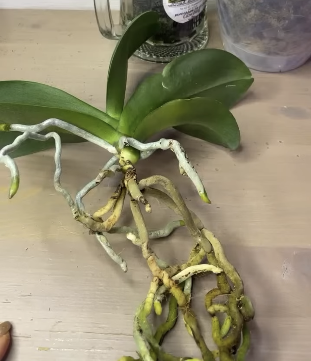 Орхидея фаленопсис Монтре / Phalaenopsis Montreux до пересадки. Орхидеи С Еленой Кузнецовой