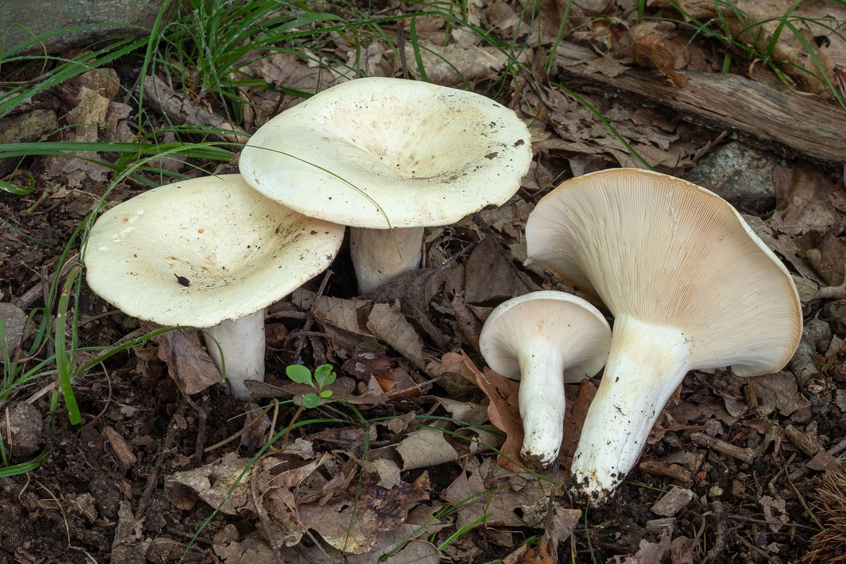 Груздь перечный (Lactifluus piperatus)