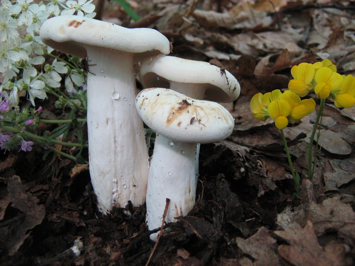 Груздь перечный (Lactifluus piperatus)