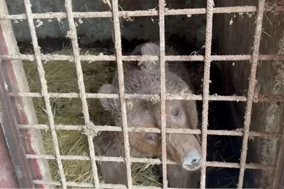    Медведей спасли из ужасных условий. Фото: стоп-кадр видео зооцентра «Дино»