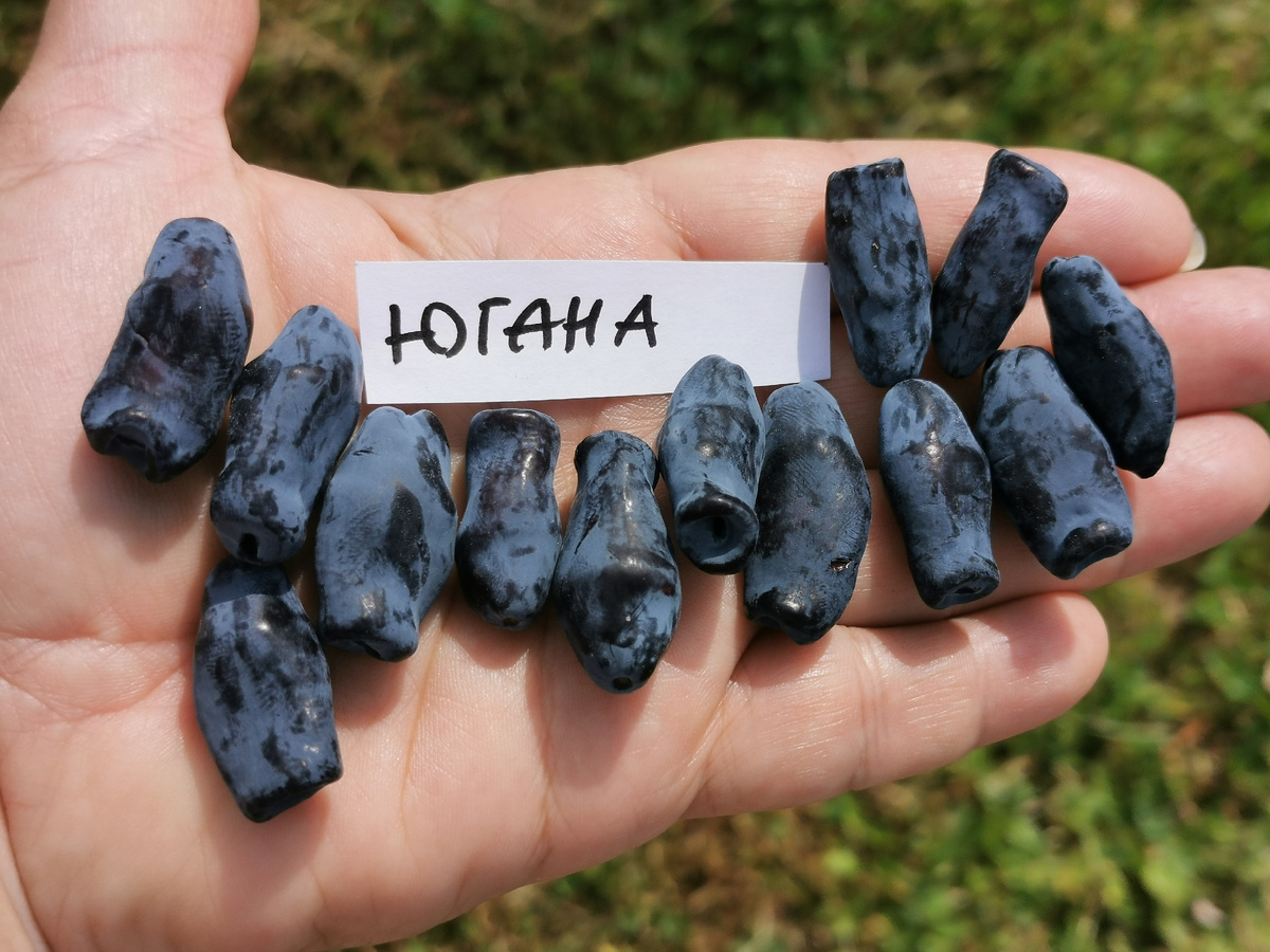 Жимолость Югана