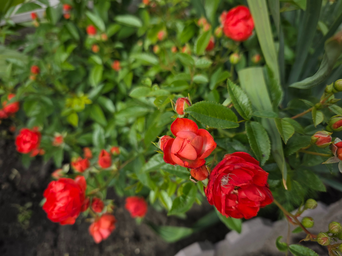 Роза Оранж Морсдаг (Orange Morsdag) 