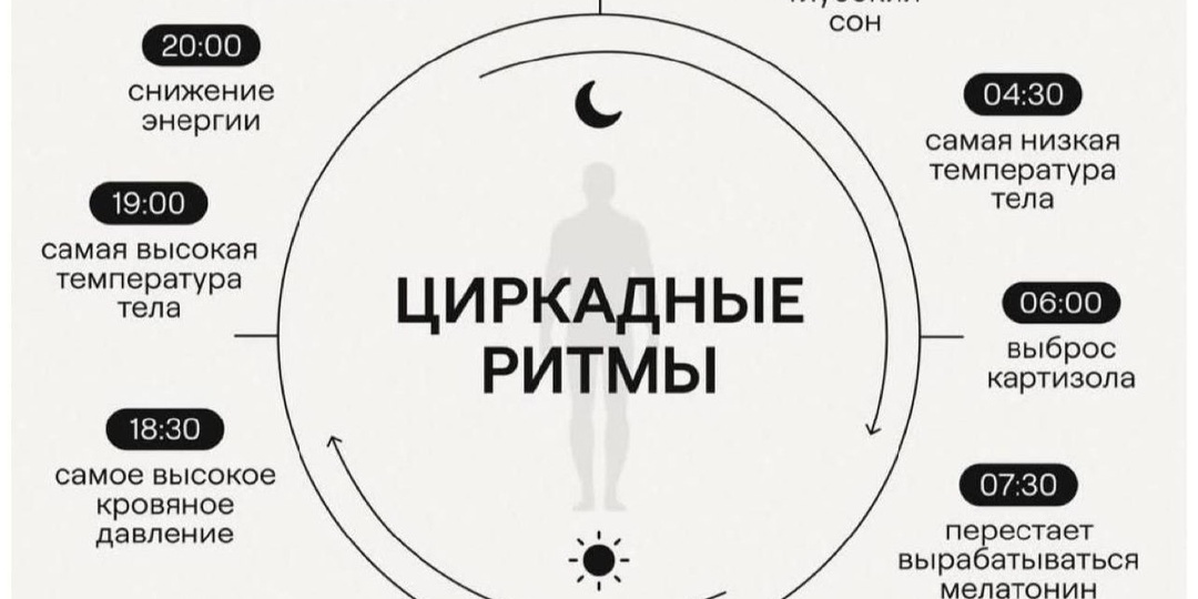 Циркадные ритмы