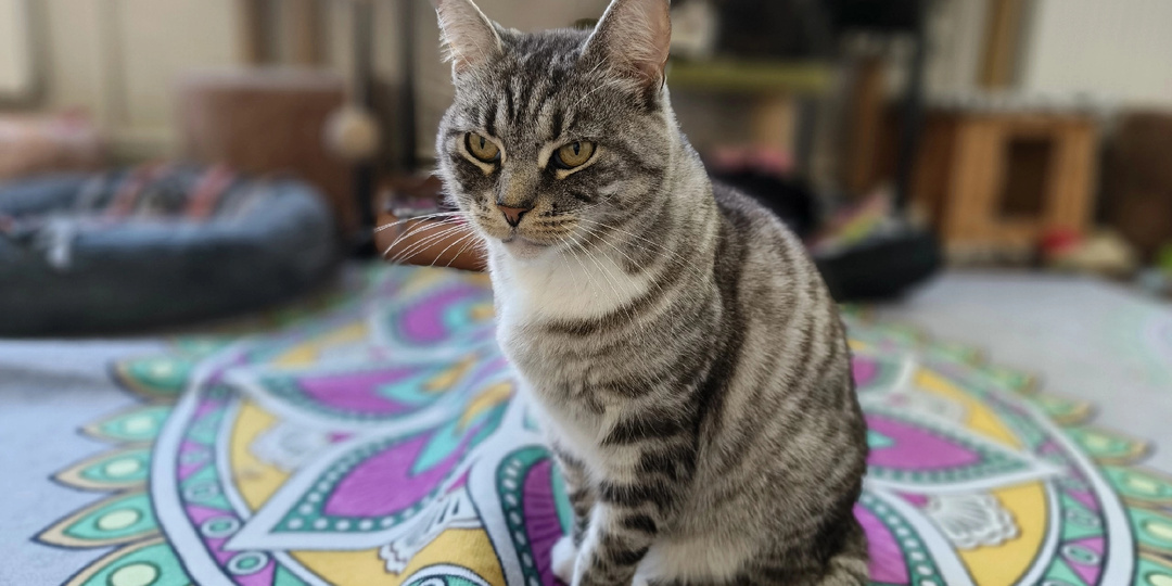 Кошка Вискас ищет дом 🏠