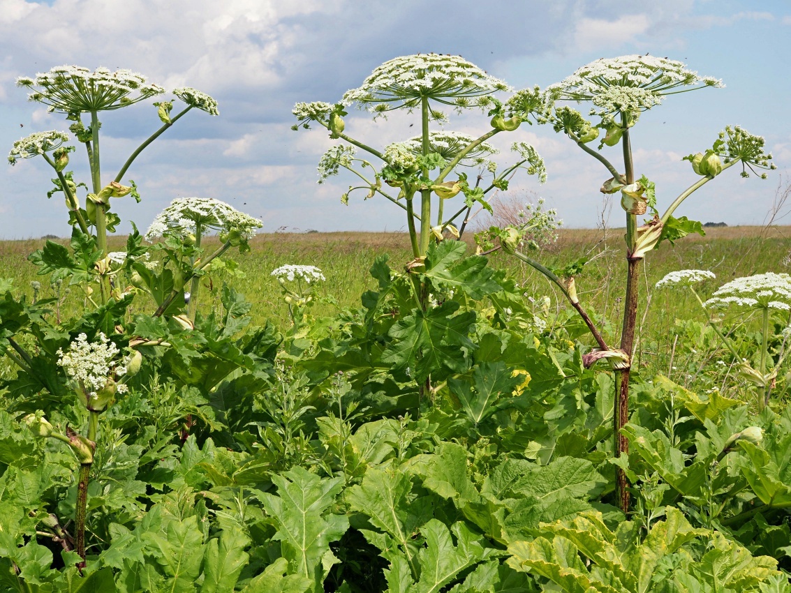 Изображение взято с сайта https://www.plantarium.ru/dat/plants/6/669/806669_1355fca5.jpg